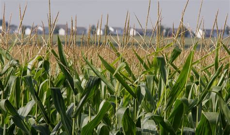 Us Farmers To Plant Largest Corn Crop In 75 Years The World From Prx