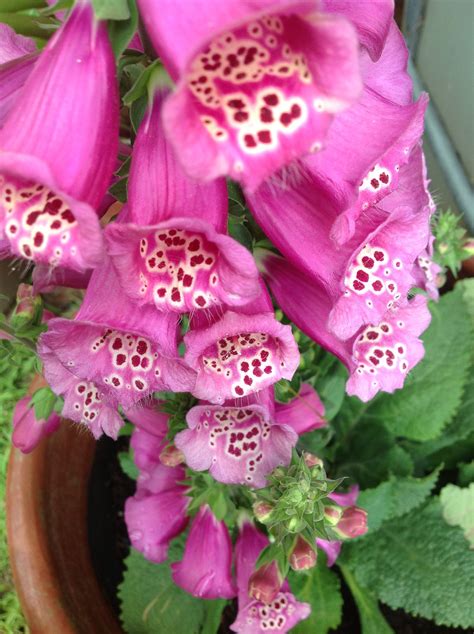 All of them come in multiple sizes and colors. Fox glove ... Love this!! | My secret garden, Foxglove ...