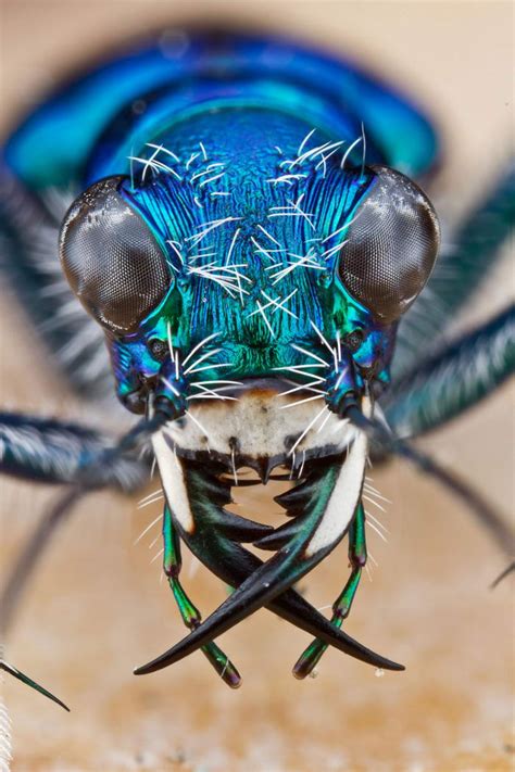 10 Most Amazing Insect Faces By Colin Hutton Macro Photography