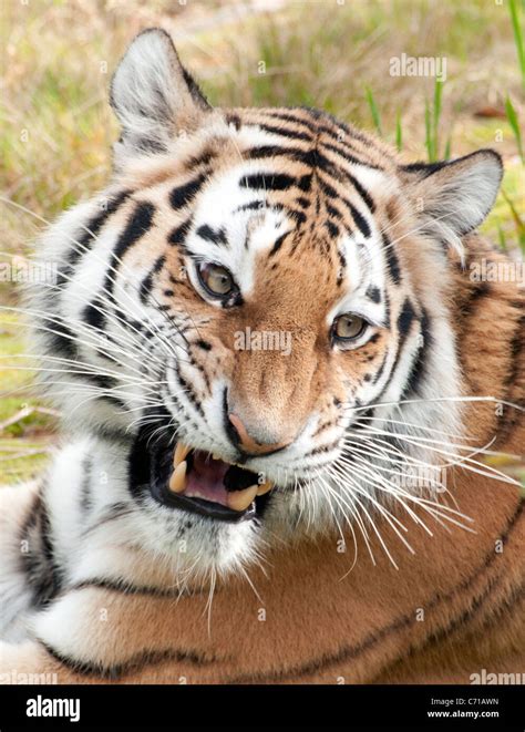 Female Amur Tiger Snarling Stock Photo Alamy
