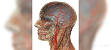 A blockage in one of the carotid arteries can be cleared either by endarterectomy or carotid angioplasty. Blocked arteries in neck | General center | SteadyHealth.com
