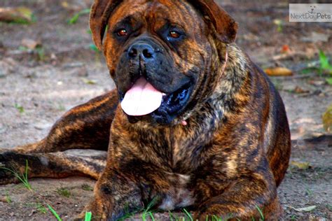 Browse and find bullmastiff puppies today, on the uk's leading dog only classifieds site. Bullmastiff puppy for sale near Shreveport, Louisiana ...