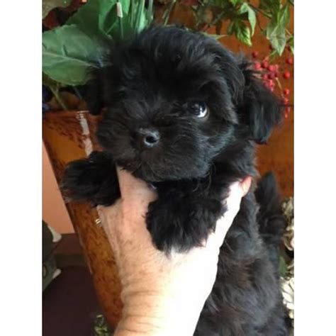 Is this dog the perfect puppy for you? 3 male Havanese puppies approximately 8 weeks old in Fresno, California - Puppies for Sale Near Me