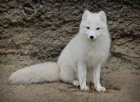 Domesticated Arctic Fox
