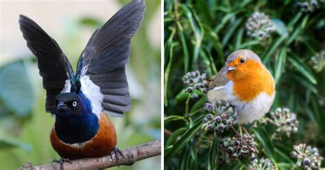 How To Identify The Uks 10 Most Common Wild Birds