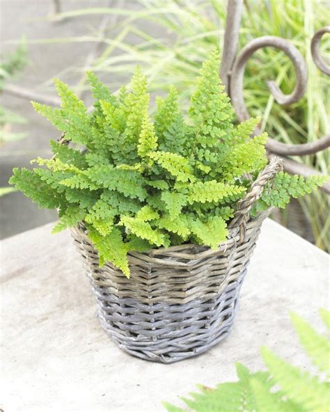 Polystichum Setiferum Soft Shield Fern Ferns Hardy Garden Fern