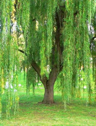 Weeping Willow Tree Facts