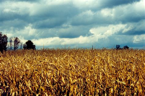 Free Photo Corn Field Corn Crop Drought Free Download Jooinn