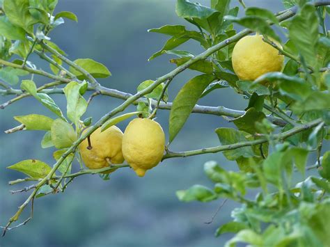 Lemons Nature Fruit Free Photo On Pixabay Pixabay