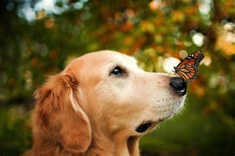 Golden Retriever And Butterfly Love My Dog Dog Photos Dog Pictures