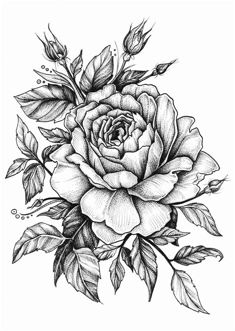 Sketch Coloring Rose Drawing Tattoo Flower Tattoo Designs