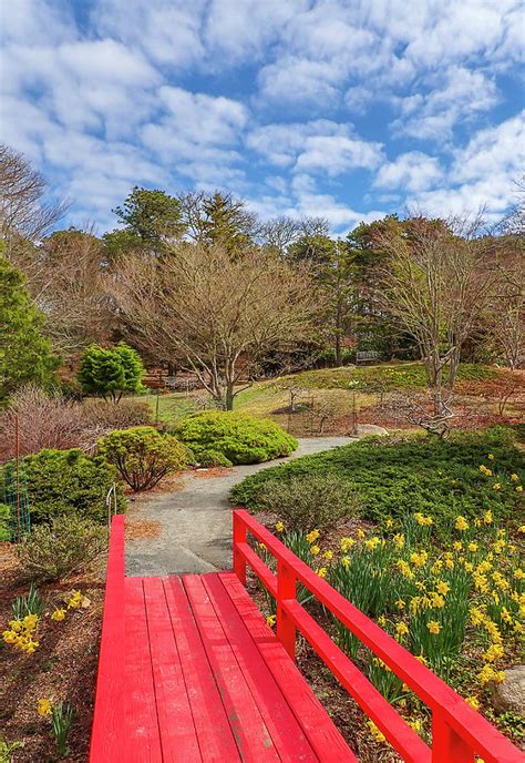 Mytoi Japanese Botanical Garden Photograph By Juergen Roth Pixels