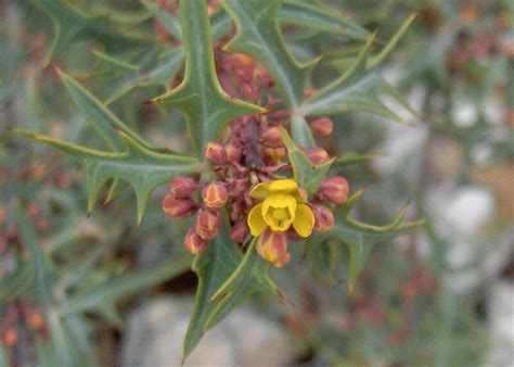 Mahonia Trifoliolata Agarita