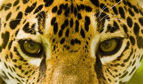 Additional terms and conditions may apply. Banana Bank | Jaguar at Banana Bank