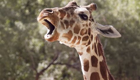 We did not find results for: Giraffe Adaptation | Sciencing