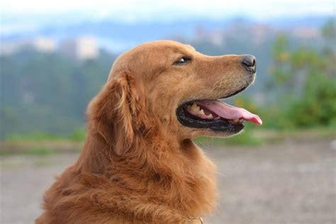 Golden Retrievers History Temperament And Personality Traits Thegearhunt