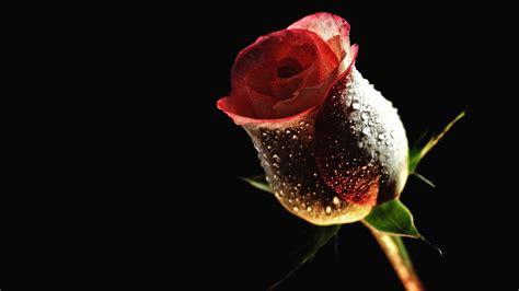 Original size (fits to display size 13 to 27 inch) ultra hd (4k) : 45+ 3D Red Roses Wallpaper on WallpaperSafari