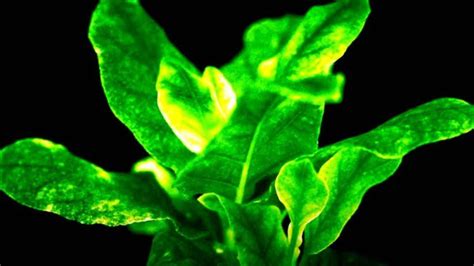 Scientists Create Alien Looking Bioluminescent Plants Reminiscent Of