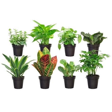 Exotic Angel Plants Growers Choice Exotic Angel Indoor Plant