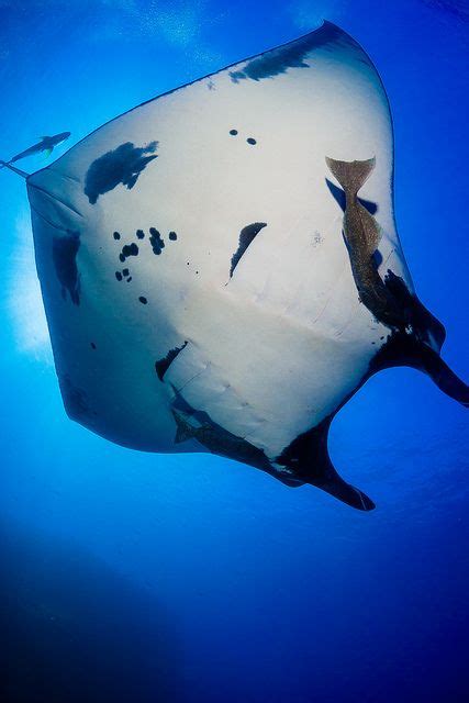Great Manta Ray By Tomeyer On Flickr Sea Creatures Underwater