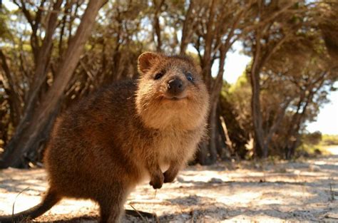 The earth's population is roughly 7 billion. Photos To Prove That The Quokka Is Indeed The Cutest ...