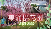 8 Feb 2023 東涌櫻花園 - YouTube