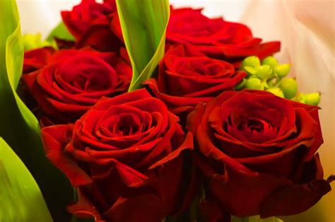 Red Rose Valentines Day Free Stock Photo Public Domain Pictures