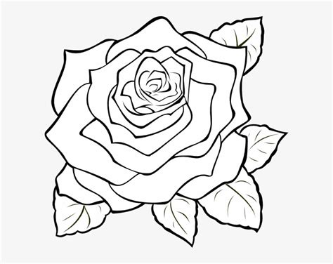 Download Png Rose Outline Transparent Rose Outline Roses To Colour In