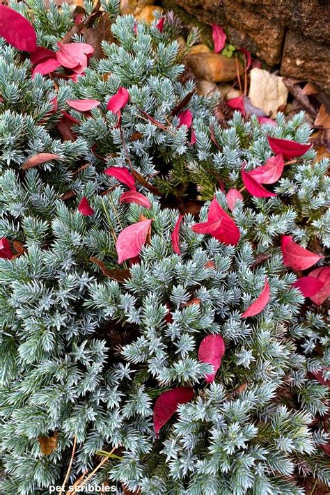 Why You Want Blue Star Juniper In Your Garden Blue Star Juniper