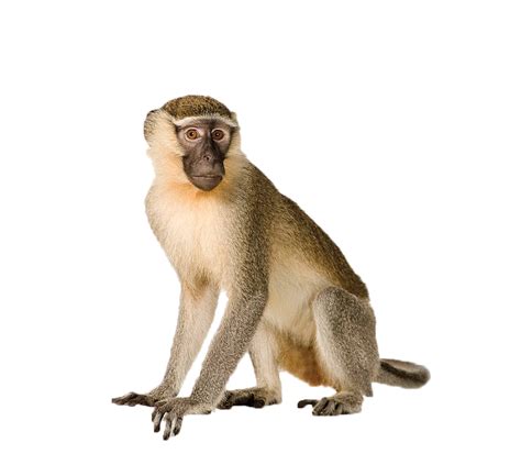 Monkey Png Isolated Pic Png Mart