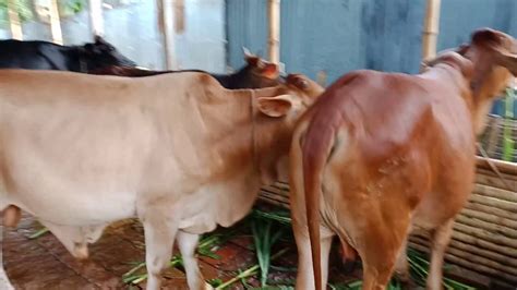86০। Mrittika Dairy Best Cattle Farming In Bangladesh 01884 383400