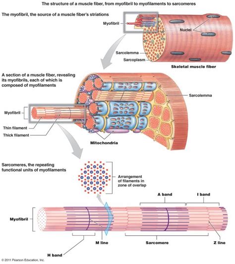 It constitutes much of the musculature of. Gross Anatomy Of Skeletal Muscle The Muscular System Micro ...