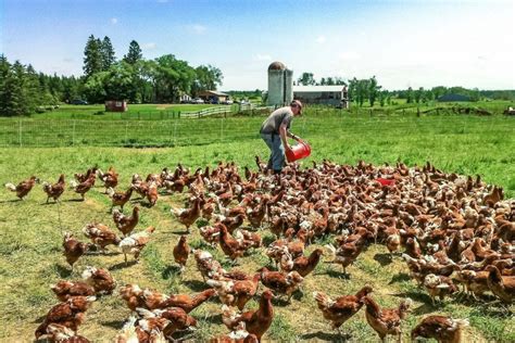 How Backyard Chicken Farmers Grew To Sell 7000 Cartons A Week Reader