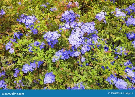 Evergreen Shrub With Bright Blue Flowers Plumbago Auriculata Stock