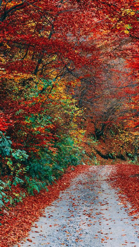 Road Path Between Red Green Yellow Fall Autumn Trees Forest Background