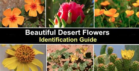 18 Desert Flowers With Pictures And Names Identification Guide