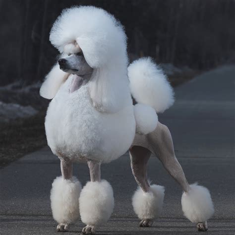 Poodles Dont Shed Well Sorta The 411 On Poodle Coats — Galavanting