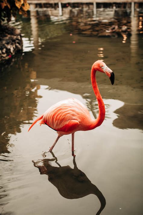 Pink Flamingo On Water Wallpapers Share