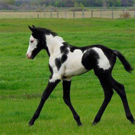 Paint Horse Foal Beautiful Baby Foals Pinterest Horses Oreo
