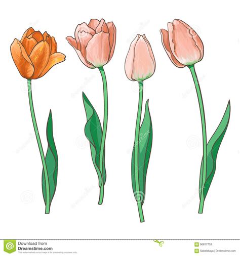 Hand Drawn Set Of Side View Red Pink Tulip Flower Stock Vector
