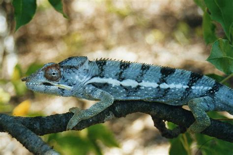 Best Time To See Chameleons In Madagascar 2024 When To See Roveme