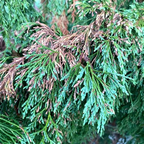 5 Common Cedar Tree Diseases Shuold Know And How To Treat It