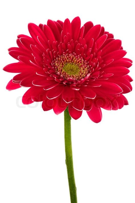Download creative botanical background with space on left for free. Schöne helle rote Blume auf weißem Hintergrund | Stockfoto ...