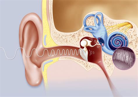 Eustachian Tube Anatomy Location And Function