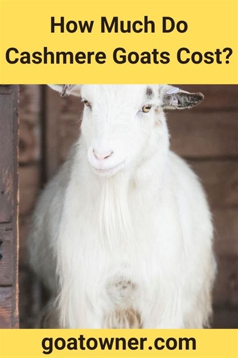 How Much Do Cashmere Goats Cost Revealed Goat Owner