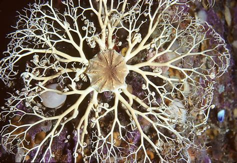 Northern Basket Star Gorgonocephalus Arcticus Off Cape S Flickr