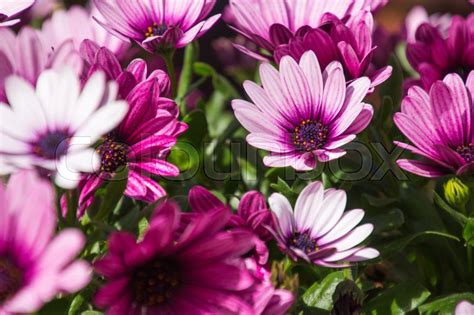 Flotte Og Pæne Blomster I Solskinnet På En Varm Sommerdag Stock Foto