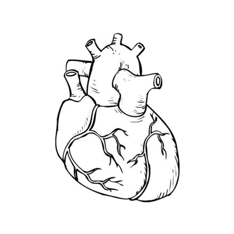 Sistema Cardiovascular Anatomia Papel E Caneta