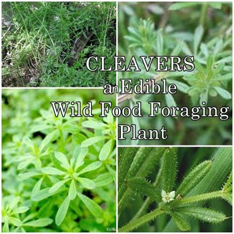 Cleavers A Edible Wild Food Foraging Plant Wild Food Foraging Wild
