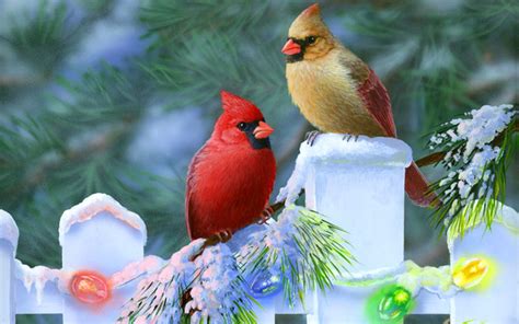 Birds In Christmas Wallpaper Wallpaperlepi